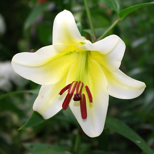 Lilium Tarragona